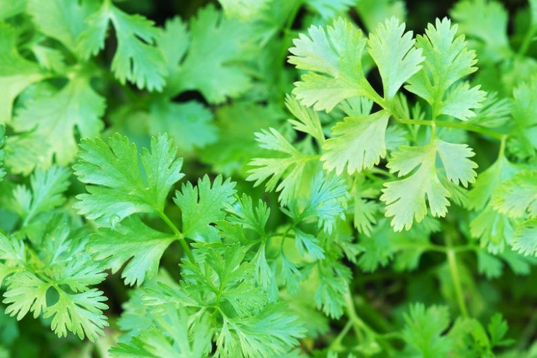 livingston seeds herbs